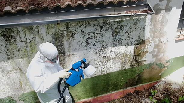 Trusted Mold Inspection service in Rocky Hill, NJ - Cheap Mold Removal